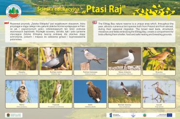 tablice-edukacyjne-ptaki