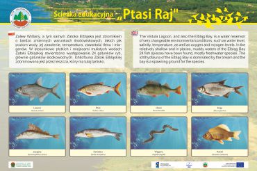 tablice-edukacyjne-ryby